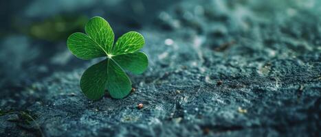 A small green four-leaf clover growing between the cracks of a stone. photo