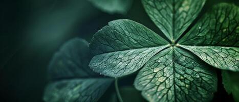Close-up of a four-leaf clover. photo