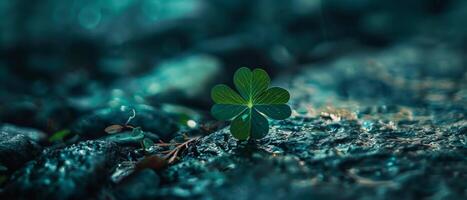 The image is a close-up of a four-leaf clover growing in a rocky field photo