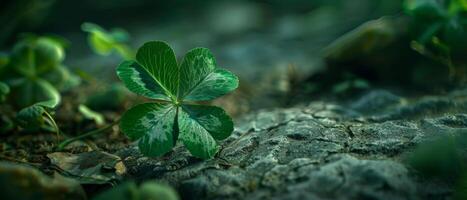 Close-up of a small plant growing in the forest. The plant has heart-shaped leaves and is surrounded by moss. The background is soft and out of focus. photo