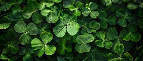 Green clover leaves background, St Patrick's Day symbol of luck. photo