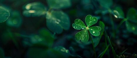 A four-leaf clover is a rare variation of the common three-leaf clover. It is considered to be a lucky charm, and is often associated with good fortune and prosperity. photo
