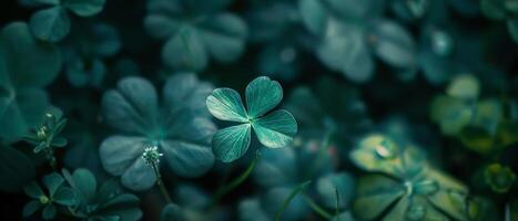 Close-up of green clover leaves with blurred background photo