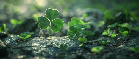 A beautiful close-up of a four-leaf clover growing in a field. photo
