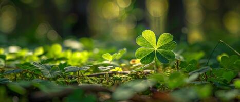 The image is a close-up of a four-leaf clover growing in a forest photo