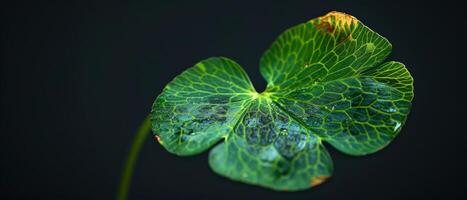 A close-up of a four-leaf clover, a rare variation of the common three-leaf clover. photo