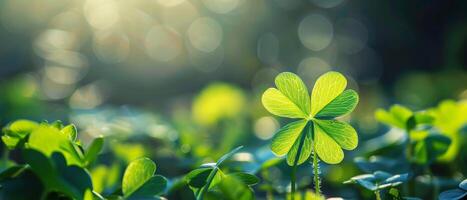 Four-leaf clover in the morning dew photo
