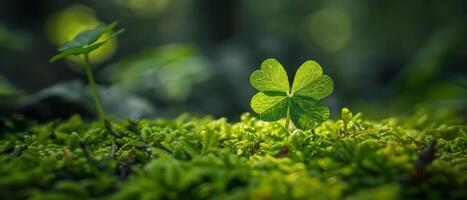 The image is a close-up of a four-leaf clover growing in a field of green grass photo