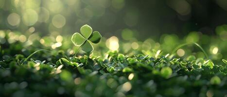 Four-leaf clover in the soft sunlight photo