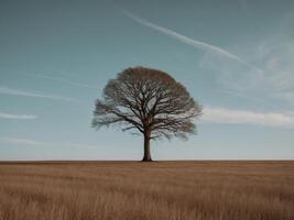 Lonely tree in the field on a background of blue sky photo