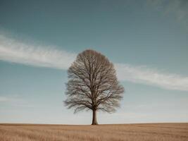 Lonely tree in the field on a background of blue sky photo