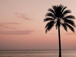 Silhouette of palm tree on the beach at sunset photo