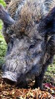 Large muzzle and head of a wild boar with a piglet. Hunting for wild animals, close-up. photo