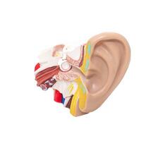 Mock ear with eardrum and auditory tube on a white background, isolate. The concept of diseases in otolaryngology, sound photo
