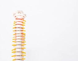 Cervical and thoracic spine on a white background. Intervertebral hernia of the cervical spine, rupture of the fibrous ring. Osteochondrosis, copy space photo