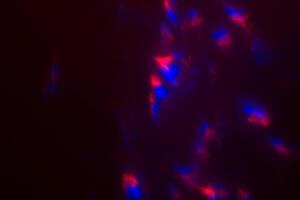 Blurred lens flare. Defocused colorful lights. Shiny glowing spots, abstract background and texture photo