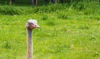 The head of an ostrich with a long neck with closed eyes against the background of green grass. Copy space for text photo
