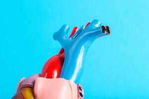 Medical model of heart vessels on a blue background, close-up. Atherosclerosis of the coronary arteries, coronarography, close-up. Healthy and clean vessels. photo