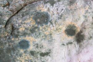 Green moldy bread on a white background, isolate. Loaf with mold, macro photo