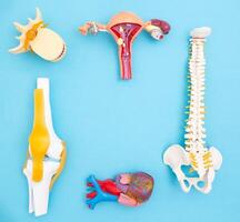 Human organs layouts on a blue background. The concept of disorders of body functions in psychosomatics. Treatment of human organs, copy space for text photo