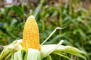 Ear of sweet corn in husk on a field with corn, copy space for text. Sweetcorn photo