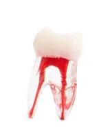 Tooth mockup on white background, isolate. Tooth root, dentistry, macro photo
