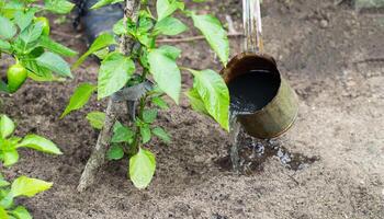 Watering and fertilizing pepper plants from a mug with mineral and organic fertilizers in the country. Copy space for text, phosphorus photo