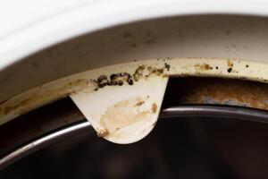Dirt, mildew and mold in the hatch seals of the washing machine. Unsanitary and unpleasant smell. Cleaning and repairing stains in the washing machine, close-up photo