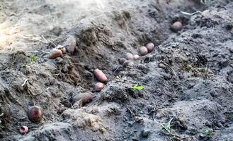 Potatoes lie in the furrow after plowing with a walk-behind tractor. Harvesting potatoes in autumn. Copy space for text photo