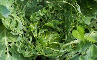 Cabbage leaves in holes in the garden. Pests are a cabbage butterfly that lays eggs and caterpillars of pests appear that eat a cabbage leaf. photo