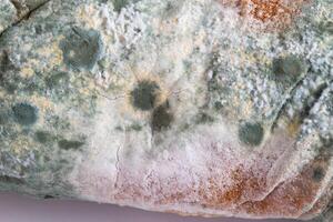 Green moldy bread on a white background, isolate. Loaf with mold, macro photo