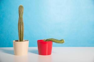 Two pots red and white with a large and a small cactus on a blue background. The concept of drugs to improve erection and libido. Viagra, men's health. Copy space for text photo