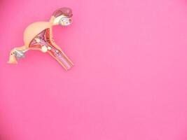 Layout of the female reproductive system on a pink background. Concept of types of medical abortion in early pregnancy, copy space for text photo