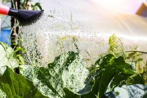 Watering a head of cabbage from a watering can. Growing cabbage in the ground in summer. Copy space for text photo