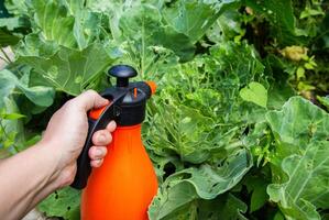 Spraying a head of cabbage in the garden with a solution of ammonia and vinegar from pests and caterpillars. Copy space for text photo