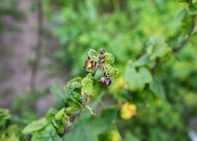 Twisted leaves of a currant. The concept of harmful insects leafworm and aphids. Close-up photo