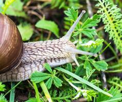 Big snail in the grass, macro photography, cochlea photo