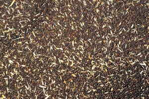 Oilseed rape processing, rapeseed feed for further processing into production, manufacture of rapeseed oil, background, colza, background, close-up photo