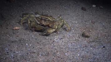 Big Green crab Carcinus maenas runs fast over the sand. Crab has caught a hermit crab and wants to eat it video