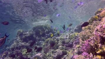 Static , coral reef in the Red Sea, Abu Dub. Beautiful underwater landscape with tropical fish and corals. Life coral reef. Egypt video