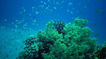 Among corals on a reef in the Red Sea, Marsa Alam, Egypt video