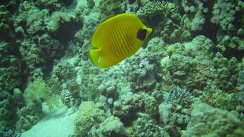 Masked butterflyfish Chaetodon semilarvatus, fish slowly swims over a coral reef. Red Sea, Abu Dubb. Egypt video