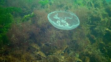 A jellyfish floating in the water column. Aurelia aurita -also called the common jellyfish, moon jellyfish, moon jelly, or saucer jelly is a widely studied species of the genus Aurelia video