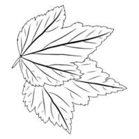 two currant leaves in doodle style. vector