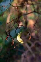 withered chilies on a tree that was starting to dry up photo