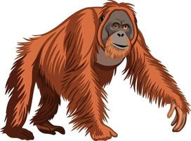 An orangutan is walking in front of a white background vector
