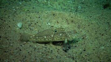 Marbled goby Pomatoshistus marmoratus - male protects his nest under the shell of a mussel, pounces on other fish Black Sea, the Odessa Gulf video