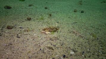 Swimming crab Macropipus holsatus - The female with caviar burrows into the sand. Black Sea. video