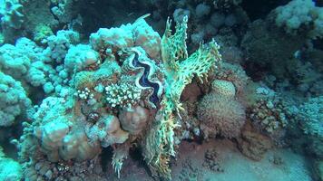 Mollusc, Bivalve Tridacna Maxima bivalve mollusk, grown among corals on the reef in the Red Sea, Marsa Alam, Egypt video