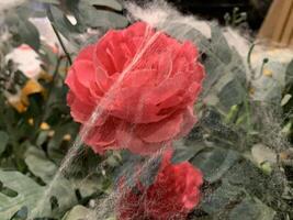 Picture of red and pink rose petals blooming , beautiful flower and authentic fragrance for wedding or valentine colorful bouquet, selective focus. photo